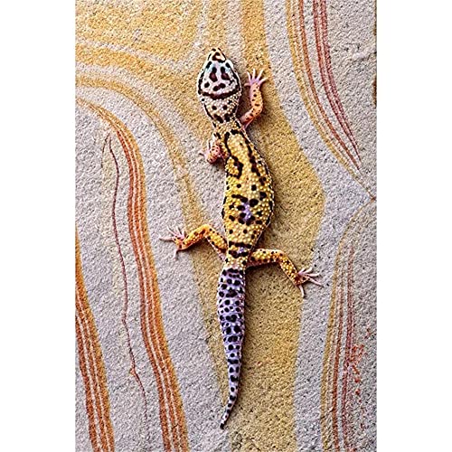 DIY 5D Diamant Malerei Vollbohrer Kit, Square Drill Bunter Gecko 30x50cm Bilder Diamont Painting Set Diamant Malen nach Zahlen Kreuzstich Stickerei Strass Mosaik Gemälde für Home Wand Dekor (12x20in) von Tinnfea