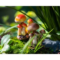 2Pc Miniature Fairy Kleine Mulit-Pilze Garden Lieferungen & Zubehör Terrarium Figuren Braun Und Orange von TizzleByTizzle