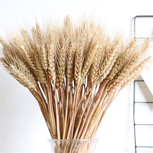 100 Punkte Getrocknete Blumen | Getrocknete Weizenblumen | Natural Stielks Bündel | Natürliche Weizen Deko Trockenblumen | Für Home Wedding Store Dekorative Herbstkranz Dekoration 55 cm von Tktouci