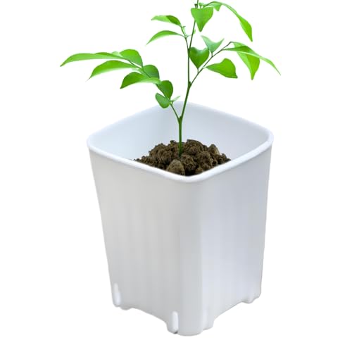 Tktouci Anzuchttöpfe für Pflanzen - Mini Pflanzgefäße - 10 Stück Kleine Anzuchttöpfe mit Abflusslöchern für Balkon Garten Terrasse Schreibtisch Innen- und Außenbereich Tktouci Anzuchttöpfe für Pflanzen - Mini Pflanzgefäße - 10 Stück Kleine Anzuchttöpfe mit Abflusslöchern für Balkon Garten Terrasse Schreibtisch Innen- und Außenbereich von Tktouci