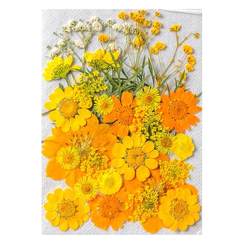 Multiporpuse Echte Trockene Blumen Set Dekoration Hell Getrocknetes Blumenpack Für Kreative Handwerk Und Kunstprojekte Multiporpuse Echte Trockene Blumen Set Dekoration Hell Getrocknetes Blumenpack Für Kreative Handwerk Und Kunstprojekte von Tmboryuu