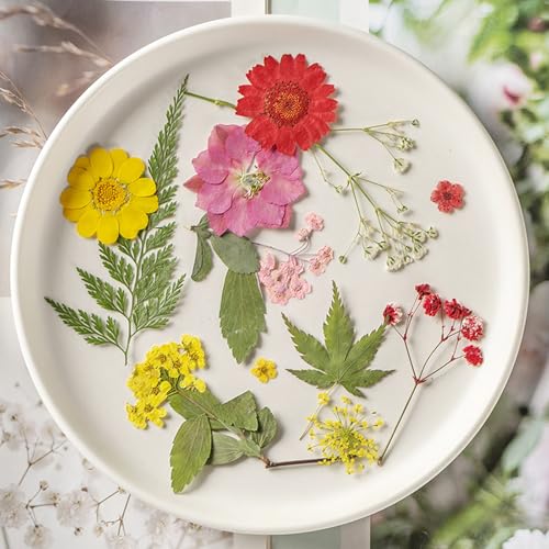 Multiporpuse Echte Trockene Blumen Set Dekoration Hell Getrocknetes Blumenpack Für Kreative Handwerk Und Kunstprojekte Multiporpuse Echte Trockene Blumen Set Dekoration Hell Getrocknetes Blumenpack Für Kreative Handwerk Und Kunstprojekte von Tmboryuu