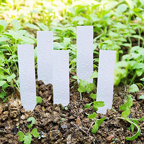 Tnfeeon Wiederverwendbare Plastikpflanzensamen -Kennzeichnungen Topfmarker Weiß Rosa Grüngelb Zur Pflanzidentifizierung, 100 PCs PVC -Samenbezeichnungsmarker für Tabletts und Töpfe (WHITE) von Tnfeeon