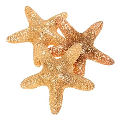 Toddmomy 1 Satz Muschelornamente Stranddekoration Meeresdekoration Küstendekor Wanddekoration Nautische Badezimmeraccessoires Nautische Dekorationen Strandaccessoires Natur 3 Stück Toddmomy 1 Satz Muschelornamente Stranddekoration Meeresdekoration Küstendekor Wanddekoration Nautische Badezimmeraccessoires Nautische Dekorationen Strandaccessoires Natur 3 Stück von Toddmomy