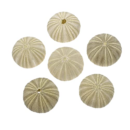 Toddmomy 4 Sätze Topfpflanze Muscheldekor Seeigel-Muschel- Pflanzen Terrarium Halter Luft Seeigelschale Selber Machen Seeigel-zubehör Muschel-blumentopf Tank Green Hülse 6 Stück * 4 Toddmomy 4 Sätze Topfpflanze Muscheldekor Seeigel-Muschel- Pflanzen Terrarium Halter Luft Seeigelschale Selber Machen Seeigel-zubehör Muschel-blumentopf Tank Green Hülse 6 Stück * 4 von Toddmomy