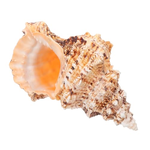 Toddmomy Natürliche Conch Blumenvase Kleine Tischdeko Kreatives Aquarium Dekoornament Vielseitiger Hydroponik Blumentopf für Wohn und Gartenbereich von Toddmomy