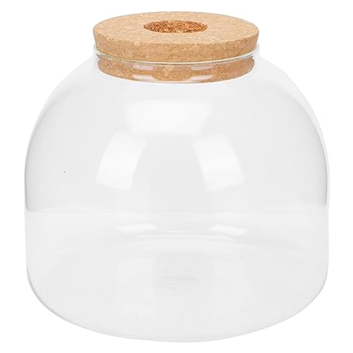 Tofficu 1 Satz Ökologische Mikrolandschaftsflasche Terrarienflasche Aus Glas Terrarienkugeln Aus Glas Pflanzenterrarium Pflanzer Terrarium Dekorative Flasche Anlage Hölzern von Tofficu