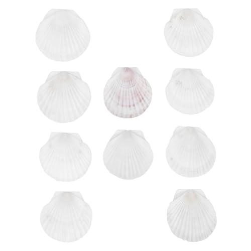 Tofficu 10 Stück Teiliges Natürliche Jakobsmuschel Teller Leichte Essbare Muschelschalen für Kochen Backen Servieren und DIY basteln Weiß Langlebig für Party und Gastronomiegebrauch von Tofficu