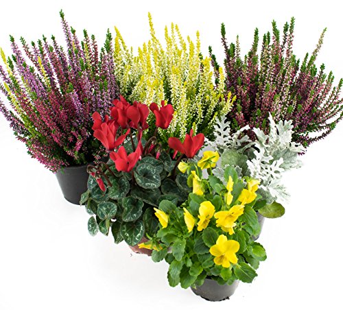 Herbst Blumenset Nr.1 Calluna vulgaris Trios Milka & Wildbeery, Alpenveilchen, Viola Stiefmütterchen & Silberblatt von Tokiso