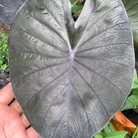 Kona Coffee Colocasia - Lebende Babypflanze Großes Blatt Wird Geschnitten Schöner Blumenbaum von TokyoRecycle