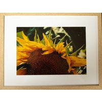 Sonnenblumen-Bilderrahmen Sonnenblumen-Bilderrahmen von TomPhotoBoutique