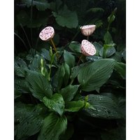 Gartenstecker Lotuskapseln Gartenkeramik Rosenkugel Gartenstecker Lotuskapseln Gartenkeramik Rosenkugel von TonundCo