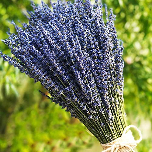 TooGet Lavendel Bündel Getrockneter Lavendel Bouquets 400+ Stiele (40 - 45cm) Für Wohnkultur, Handwerk, Geschenk, Hochzeit Oder Jede Gelegenheit von TooGet