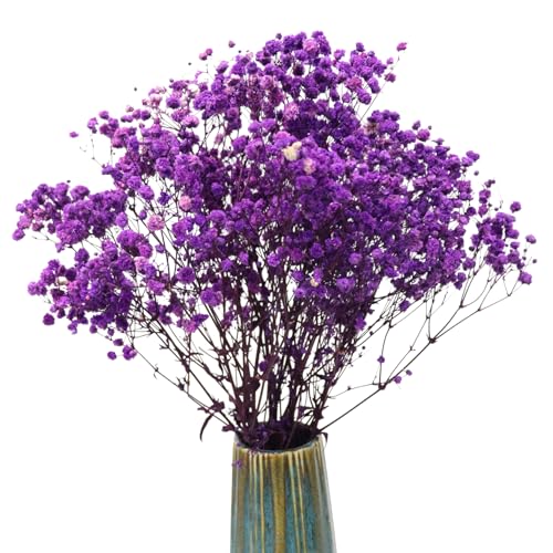 TooGet Violett natürliche getrocknete Blumen Babys Atem Bouquet Gypsophila Zweige für Home Decor, Hochzeit, Tischdekoration, DIY Kranz Blumen, trockene Blumen Bulk für Vase TooGet Violett natürliche getrocknete Blumen Babys Atem Bouquet Gypsophila Zweige für Home Decor, Hochzeit, Tischdekoration, DIY Kranz Blumen, trockene Blumen Bulk für Vase von TooGet