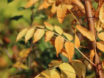 Chinesischer Surenbaum, 100-125 cm, Toona sinensis, Containerware von Toona sinensis