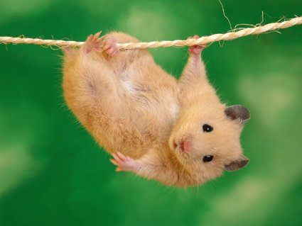 Dickes Mauspad, Baumelnder Hamster Dickes Mauspad, Baumelnder Hamster von Top Banana Gifts