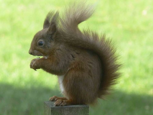 Mauspad, Motiv: Eichhörnchen Mauspad, Motiv: Eichhörnchen von Top Banana Gifts