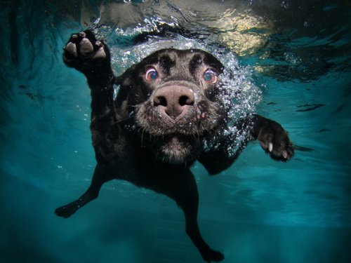 Mauspad Hund unter Wasser Mauspad Hund unter Wasser von Top Banana Gifts