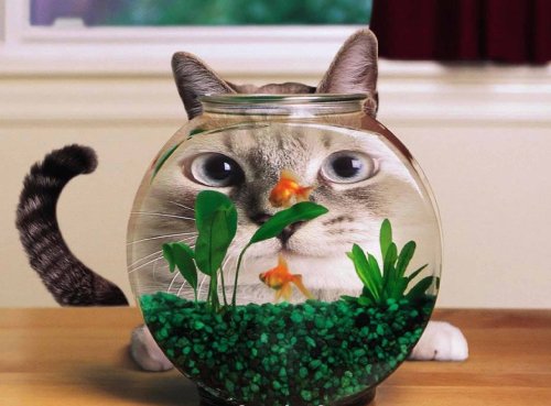 Mauspad Katze vor Fischglas Mauspad Katze vor Fischglas von Top Banana Gifts
