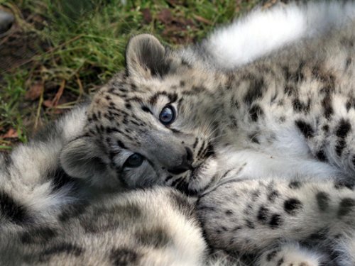 Qualitativ hochwertiges Mauspad im Leopardenjungen-Motiv Qualitativ hochwertiges Mauspad im Leopardenjungen-Motiv von Top Banana Gifts