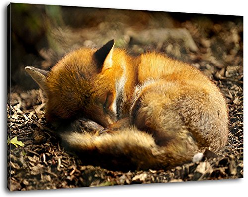 Schlafender Fuchs im Wald Format:80x60 cm Bild auf Leinwand bespannt, riesige XXL Bilder komplett und fertig gerahmt mit Keilrahmen, Kunstdruck auf Wand Bild mit Rahmen, günstiger als Gemälde oder Bild, kein Poster oder Plakat von Stil.Zeit