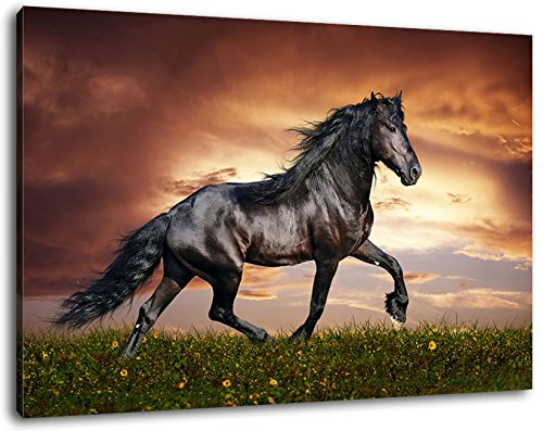 Schwarzes Pferd, Leinwand Bild, Format:60x40 cm, Bild auf Leinwand bespannt, riesige XXL Bilder komplett und fertig gerahmt mit Keilrahmen, Kunstdruck auf Wand Bild mit Rahmen, günstiger als Gemälde oder Bild, kein Poster oder Plakat von Stil.Zeit