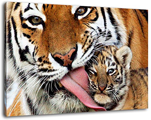 Tiger mit Tigerbaby Format:60x40 cm Bild auf Leinwand bespannt, riesige XXL Bilder komplett und fertig gerahmt mit Keilrahmen, Kunstdruck auf Wand Bild mit Rahmen, günstiger als Gemälde oder Bild, kein Poster oder Plakat von Stil.Zeit