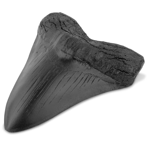 Haizahn Harz Lehrrequisiten Thermostabilität Megalodon Zahn schwarz Haizahn Harz Lehrrequisiten Thermostabilität Megalodon Zahn schwarz von Topsevie