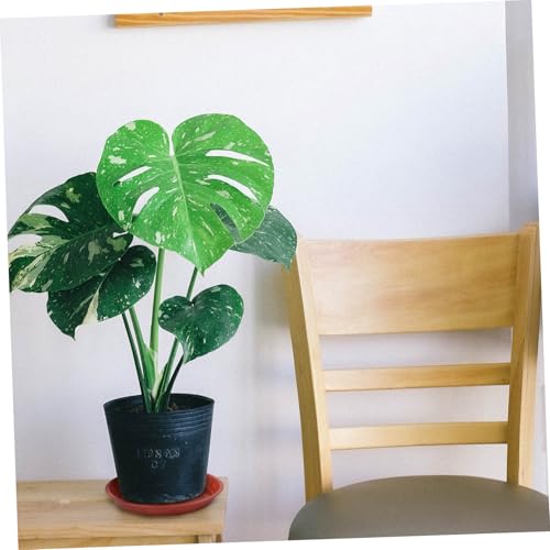 Toyvian 10 Stück Teiliges Pflanztopf untersetzer Robustem Kunststoff Flache Tropfschalen für Blumentöpfe und Pflanzen rutschfest Geeignet für Innen Außengarten Schützt Oberflächen vor von Toyvian