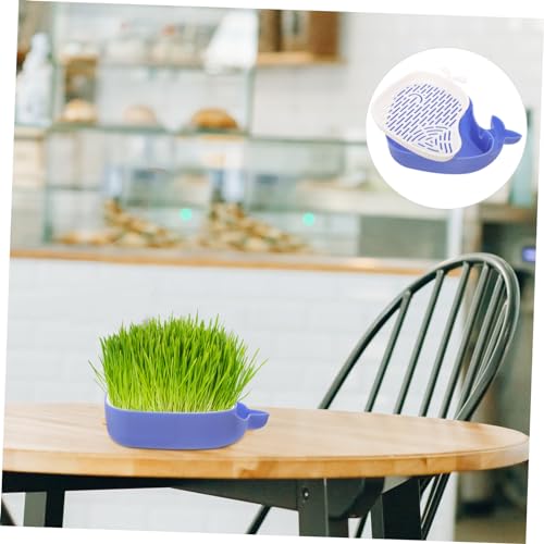 Toyvian Katzengras Anzuchtbox Hydroponisch Soilless Pflanzgefäß Katzenpflanze Behälter Blau Samen Einfach zu Reinigen Optimal für Katzenfutter von Toyvian