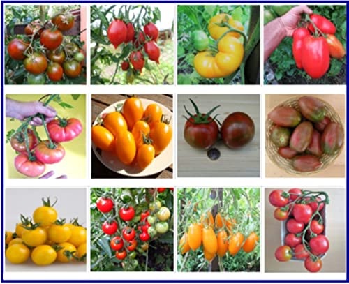 Tomaten Set Kältetolerant : In Deutschland angebaut, Premium Saatgut, ohne Gentechnik und Pestizide, 100% samenfest, diese 12 Tomatensorten sind bestens geeignet für kältere Regionen - Frühe Sorten von Traumgarten2014 das Original Saatgut