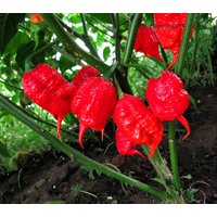 Chili Set 1 Chilisamen 20 Sorten Z.b Jalapeno . Aji Charapita Carolina Reaper ... Saatgut Angebaut in Deutschland von Traumgarten2014