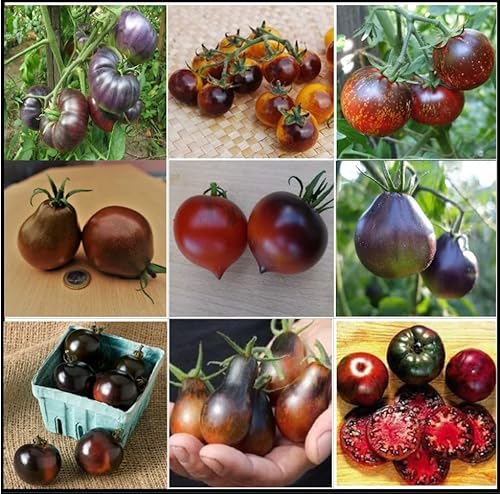 Tomatensamen Dunkle/Schwarze Tomatensorten, TOP Qualität aus Deutschland, ohne Gentechnik, Saatgut, essbare und gesunde Tomaten, Rarität, extravagant von Traumgarten2014