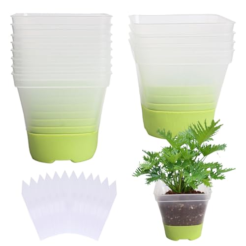 Trendecor 12 Stück Anzuchttöpfe, Pflanztöpfe Transparent mit Silikonsockel 8cm mit Pflanzetiketten Wiederverwendbar Blumentöpfe aus Kunststoff für Sukkulenten Samen Setzlinge Grün von Trendecor