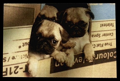 Trendstern Fußmatte Mops Hund Doormat Dog Möpse Schmutzmatte von Trendstern