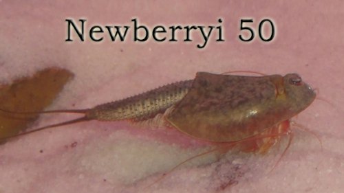 Triops Newberryi ca. 50 Eier Starter Set Triops Newberryi ca. 50 Eier Starter Set von Triops King