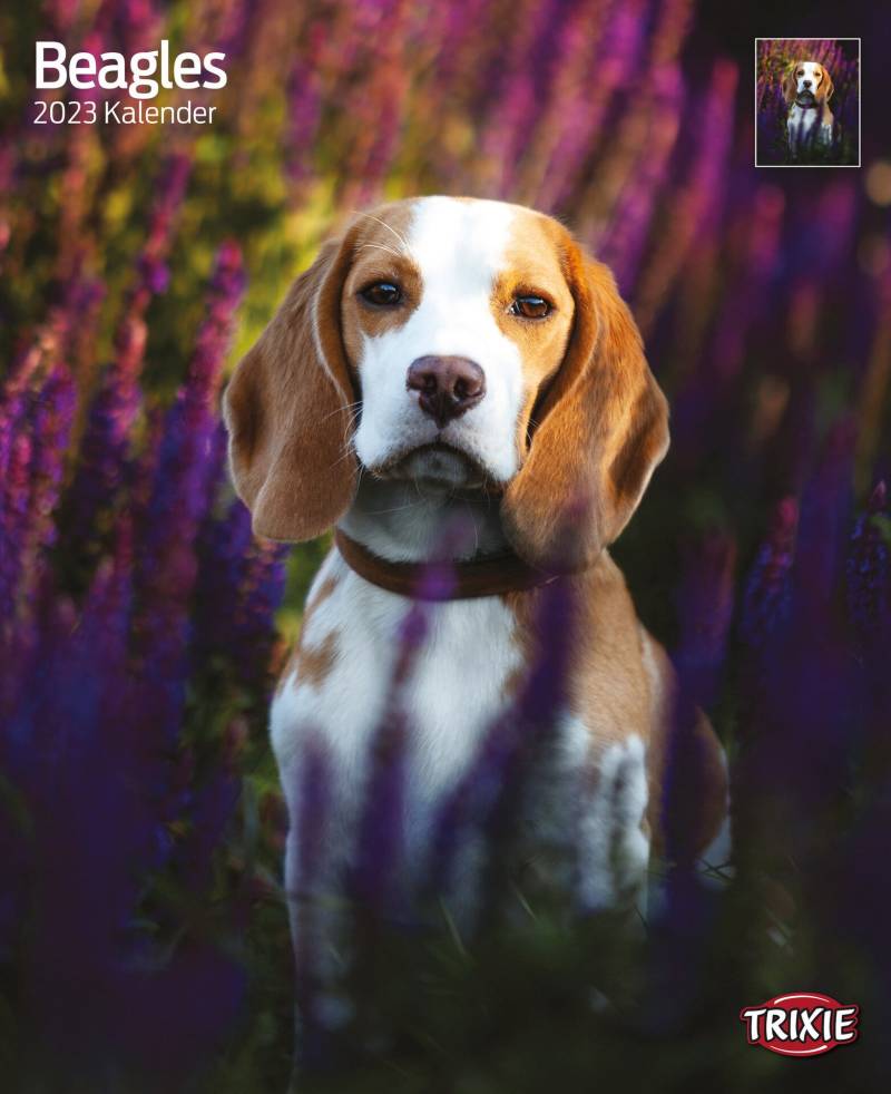 Kalender Beagle Kalender Beagle von Trixie