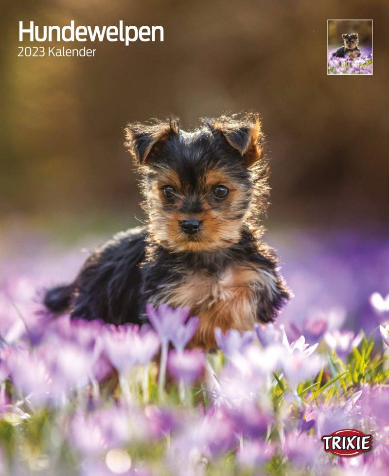 Kalender Hundewelpen Kalender Hundewelpen von Trixie