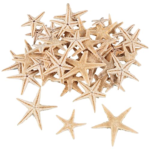 Trjgtas Small Star Sea Shell Beach 1-3 90 Stück Trjgtas Small Star Sea Shell Beach 1-3 90 Stück von Trjgtas