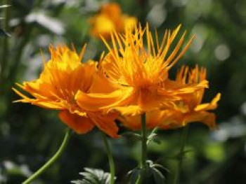 Trollblume 'Golden Queen', Trollius chinensis 'Golden Queen', Topfware von Trollius chinensis 'Golden Queen'