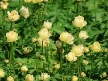 Trollblume 'Cheddar', Trollius x cultorum 'Cheddar', Topfware von Trollius x cultorum 'Cheddar'