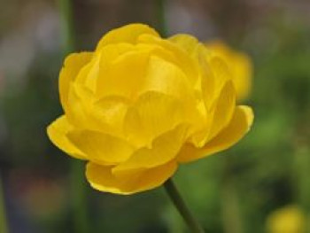Trollblume 'Lemon Queen', Trollius x cultorum 'Lemon Queen', Topfware von Trollius x cultorum 'Lemon Queen'