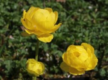 Trollblume 'Lemon Supreme', Trollius x cultorum 'Lemon Supreme', Topfware von Trollius x cultorum 'Lemon Supreme'