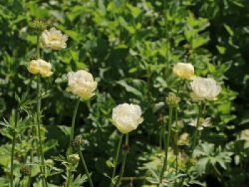 Trollblume 'New Moon', Trollius x cultorum 'New Moon', Topfware von Trollius x cultorum 'New Moon'