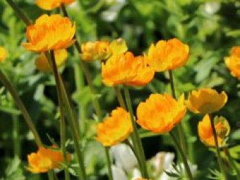 Trollblume 'Orange Globe', Trollius x cultorum 'Orange Globe', Topfware von Trollius x cultorum 'Orange Globe'