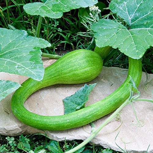 Zucchini-Samen Trombocino, Rampicante, italienische Posaune, Squash, 100 Samen von Trombocino