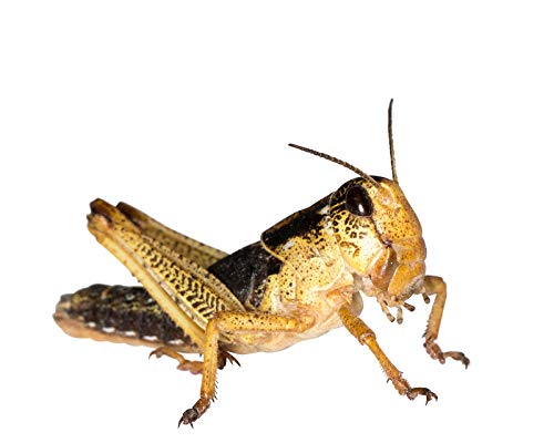 Heuschrecken Subadult Portion ca. 100 Stück Heuschrecken Subadult Portion ca. 100 Stück von Tropic-Shop