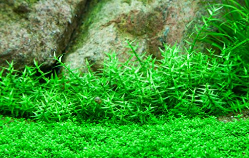 Tropica 1-2-GROW! Klebriges Gnadenkraut/Gratiola viscidula von TROPICA