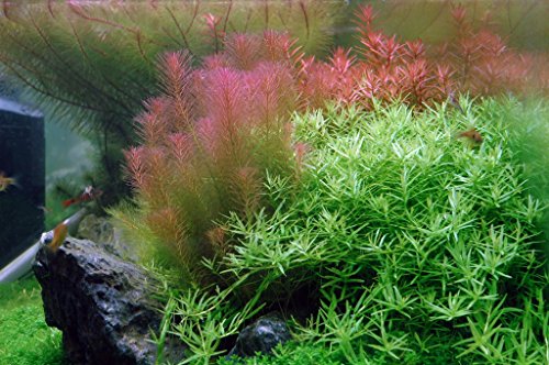 1-2-GROW! Rotes Mooskraut/Rotala wallichii 1-2-GROW! Rotes Mooskraut/Rotala wallichii von TROPICA