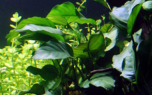 Tropica Aquarium Pflanze Anubias barteri VAR barteri Wasserpflanzen Aquariumpflanzen Topf Nr.101A von Tropicana